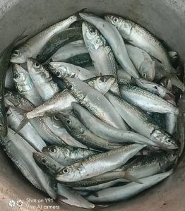 Sardine Fish