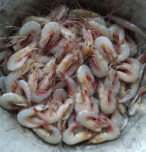 sea prawn