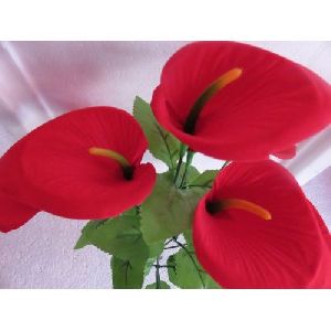 Red Anthurium Flower