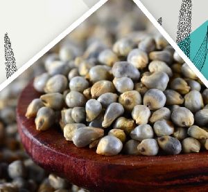 Brown Top Millet