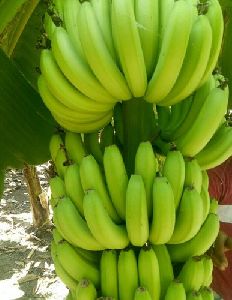 Fresh Cavendish G9 Banana