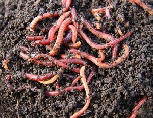 Eisenia Fetida Live Earthworm