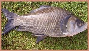 Catla Fish