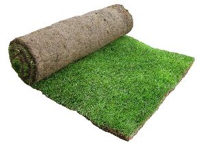 Lawn Grass