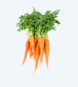 Fresh Carrots