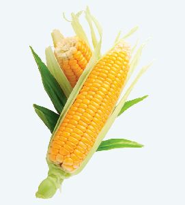 Fresh Corn