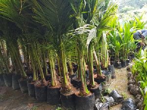 Coconut Plant