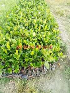 Jackfruit Plant