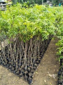 malabar neem plant