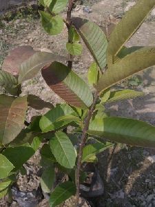 Thai Guava Plant