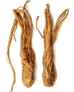 Angelica Root