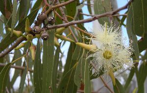 Eucalypus