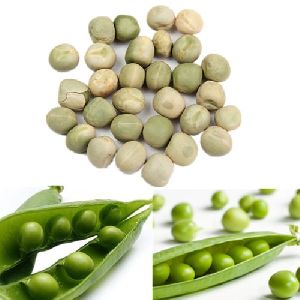 Pea Seeds