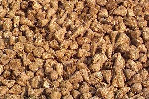 Sugar Beet Seeds