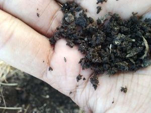 vermicompost