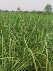 Lemon Grass Plant