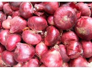 Fresh Red Onion