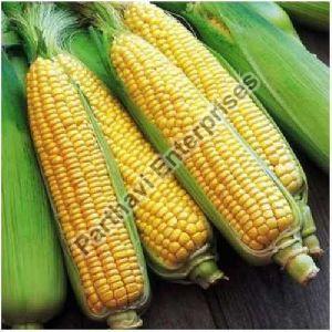 Yellow Maize