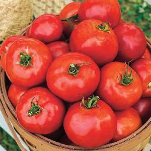 fresh plum tomatoes