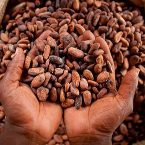 Roasted Cocoa Beans