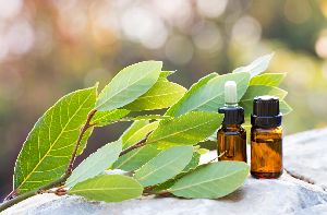Bay Essential Oil