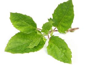 Tulsi Leaves