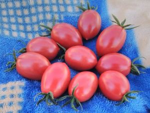 Fresh Red Cherry Tomato