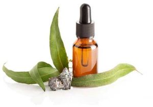 Eucalyptus Staigeriana Essential Oil