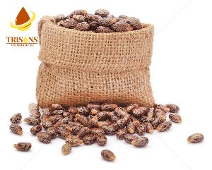 Natural Castor Seeds