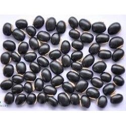 Black Kaunch Seeds
