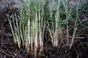 LEMONGRASS ROOTS