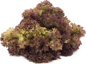 Lollo Rosso Lettuce Leaves