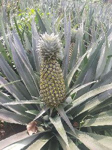 Mauritius Pineapple