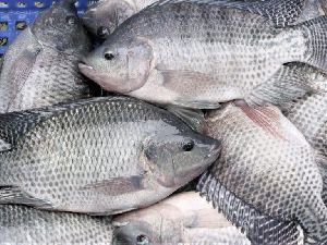 Tilapia Fish