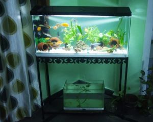 aquarium fish tank