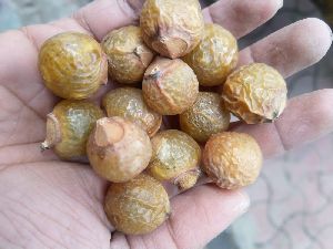 Soapnut