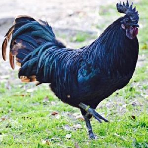 Black Kadaknath Cock