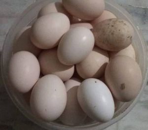 desi eggs