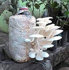 Oyster mushroom (fresh and dry)
