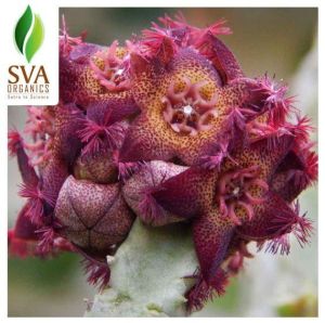 Caralluma Extract