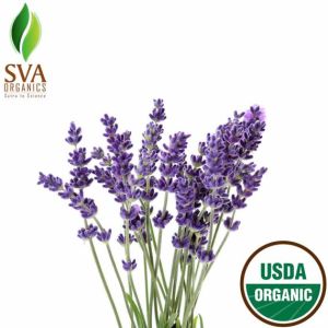 Lavender Essential Oil