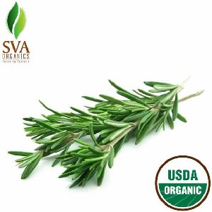 Rosemary Essential Oil