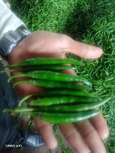 Fresh Green Chilli