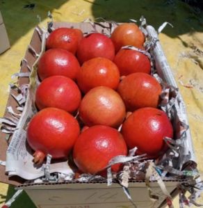 Fresh pomegranate