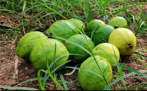 guava fruit