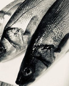 European Sea Bass Branzino