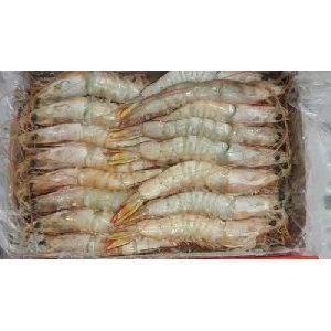 sea white prawns