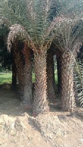 Date Palm Decorative Plant