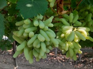 Grapes