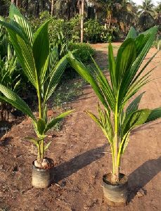 Coconut Plant